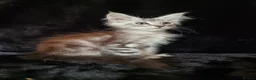 Maine Coon cats for sale: Active Tica Reg Maine Coone Kittens READY - Advert 11