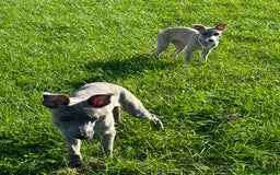 Whippet dogs for sale: Loving Brindle KC Reg Whippet boy - Image 6