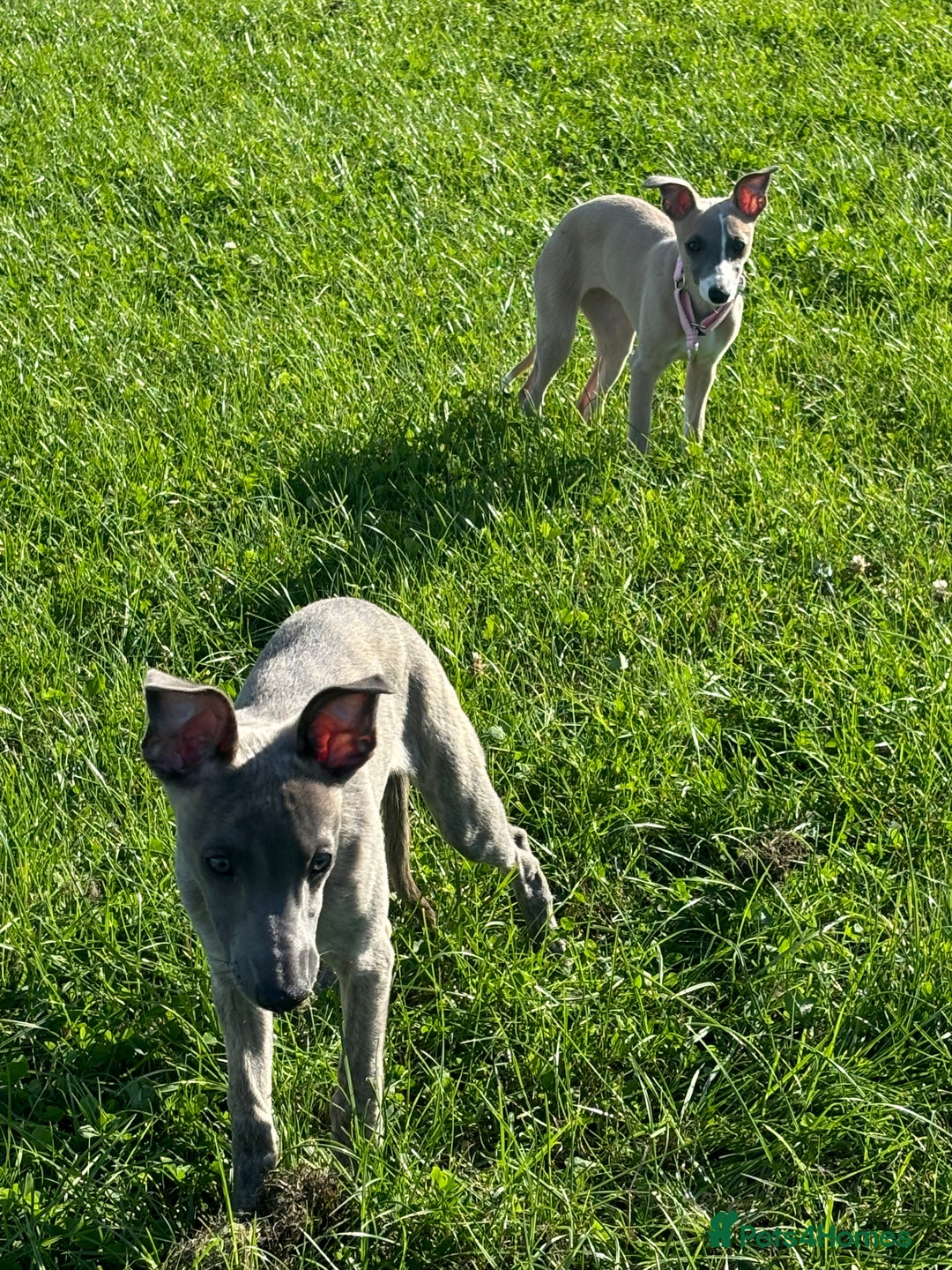 Whippet dogs for sale: Loving Brindle KC Reg Whippet boy - Image 6