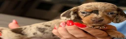 Miniature Dachshund dogs for sale: 🌸Special puppies for Special Peoples 🌸 - Advert 8