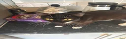 Mixed Breed cats for sale: Female black and white cat  - Advert 5