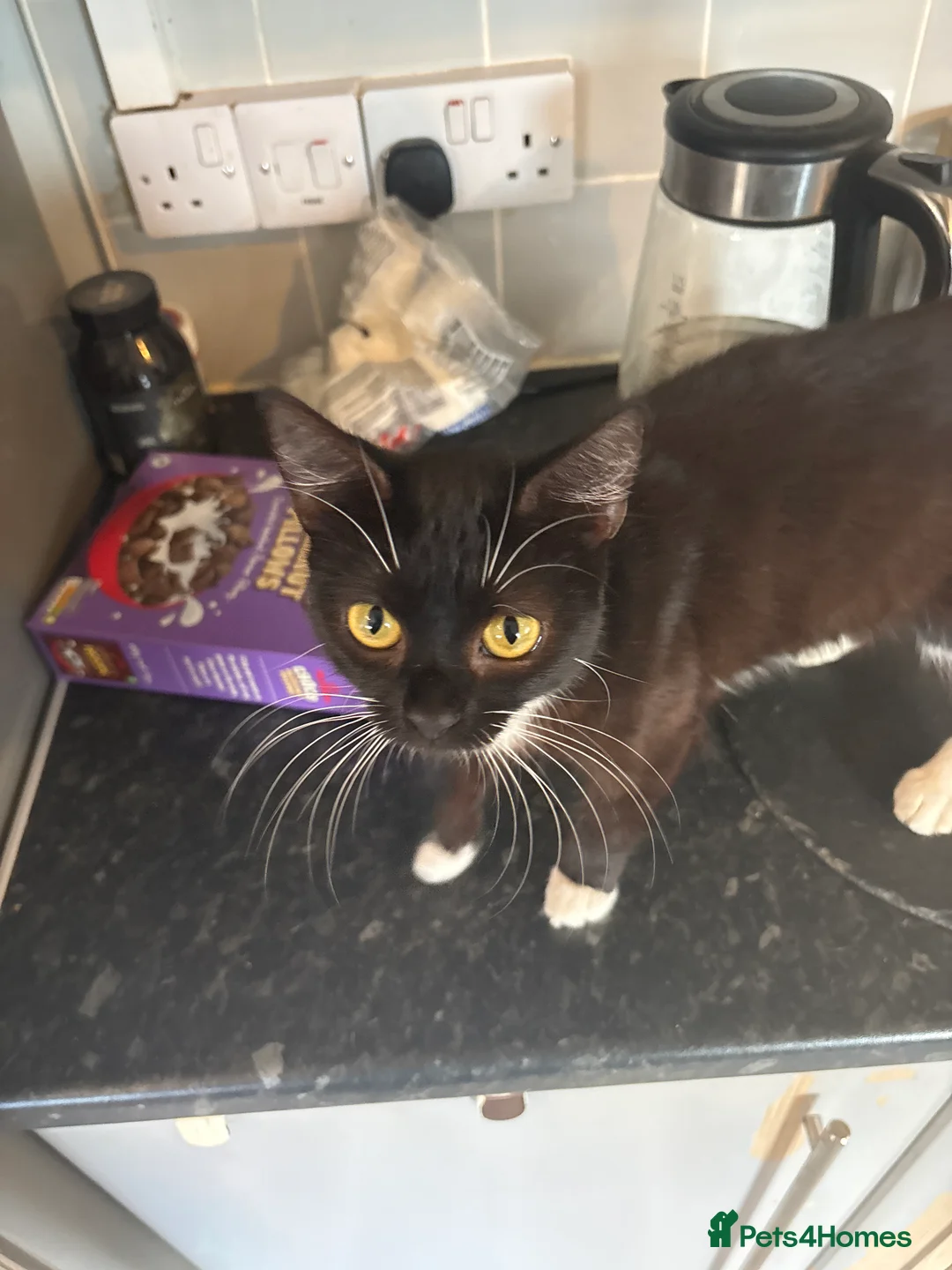 Mixed Breed cats for sale: Female black and white cat  - Advert 5