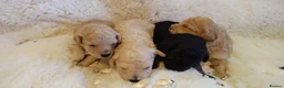 Toy Poodle dogs for sale: 🐩 extensively health tested Kc Toy poodle Puppies - Advert 3