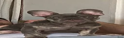 French Bulldog dogs for stud: French bulldog  - Advert 4