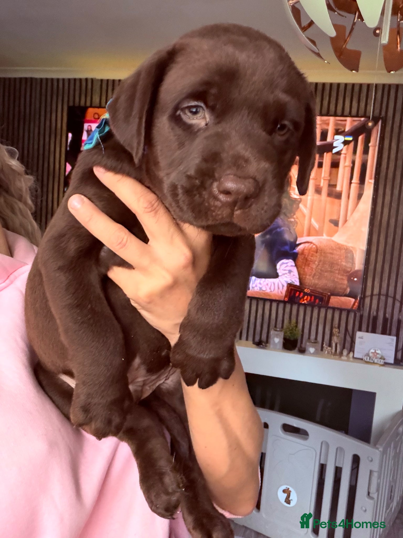 Labrador Retriever dogs Chocolate Labrador puppies 🤎 one boy available 🤎 - Advert 4