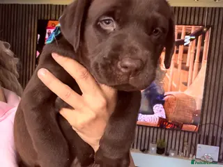 Labrador Retriever dogs Chocolate Labrador puppies 🤎 one boy available 🤎 - Advert 4