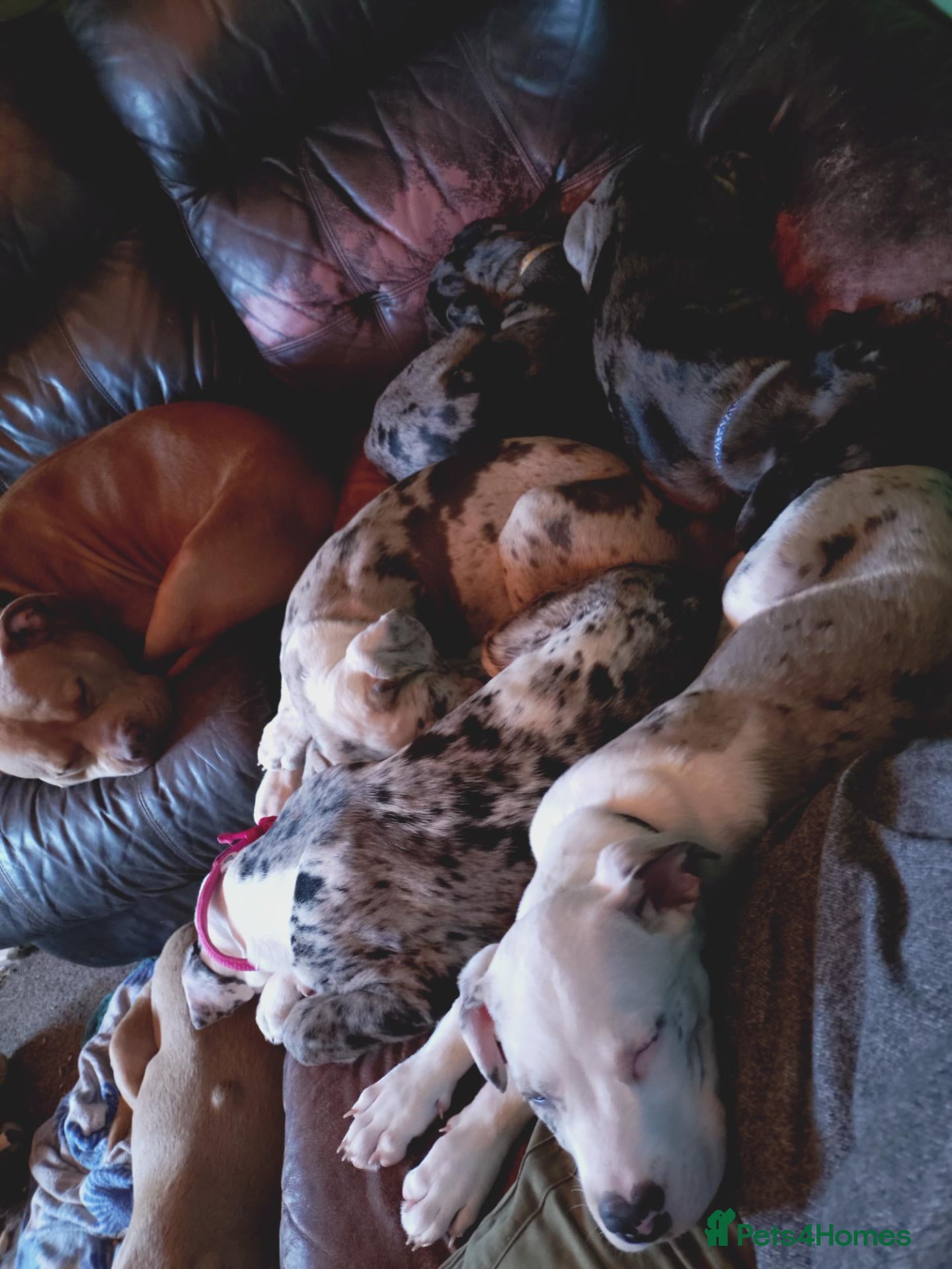 Cane Corso dogs READY NOW! 4 Female Cane Corso puppies for sale  - Advert 9