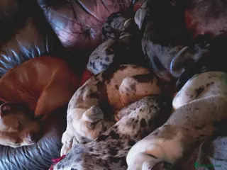 Cane Corso dogs READY NOW! 4 Female Cane Corso puppies for sale - Advert 7