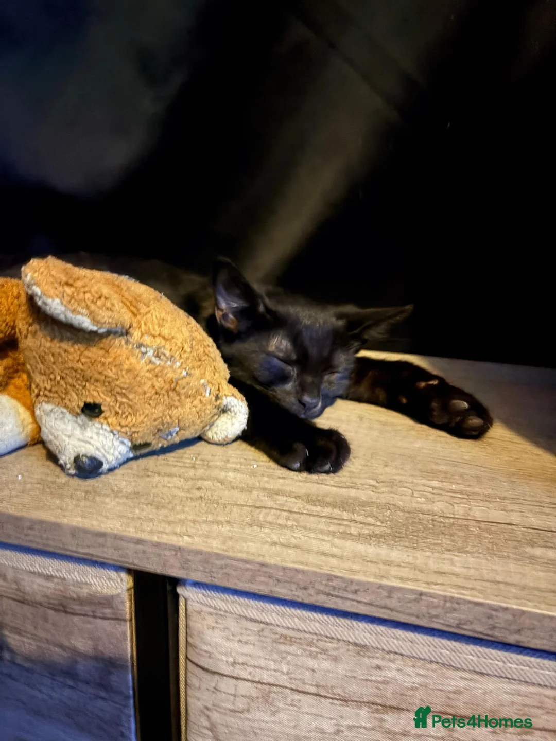 Mixed Breed cats for sale: Kitten  in Worcester - Advert 4
