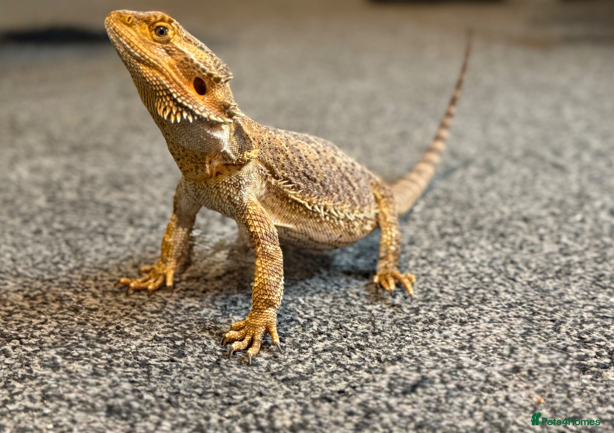 Bearded Dragon reptiles Rodney 5 yr old  - Advert 11