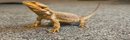 Bearded Dragon reptiles for sale: Rodney 5 yr old  in Bacup - Advert 1