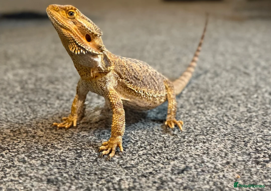 Bearded Dragon reptiles for sale: Rodney 5 yr old  in Bacup - Advert 1