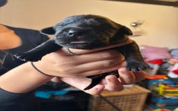 Goldador dogs for sale: Goldador puppies - Image 16