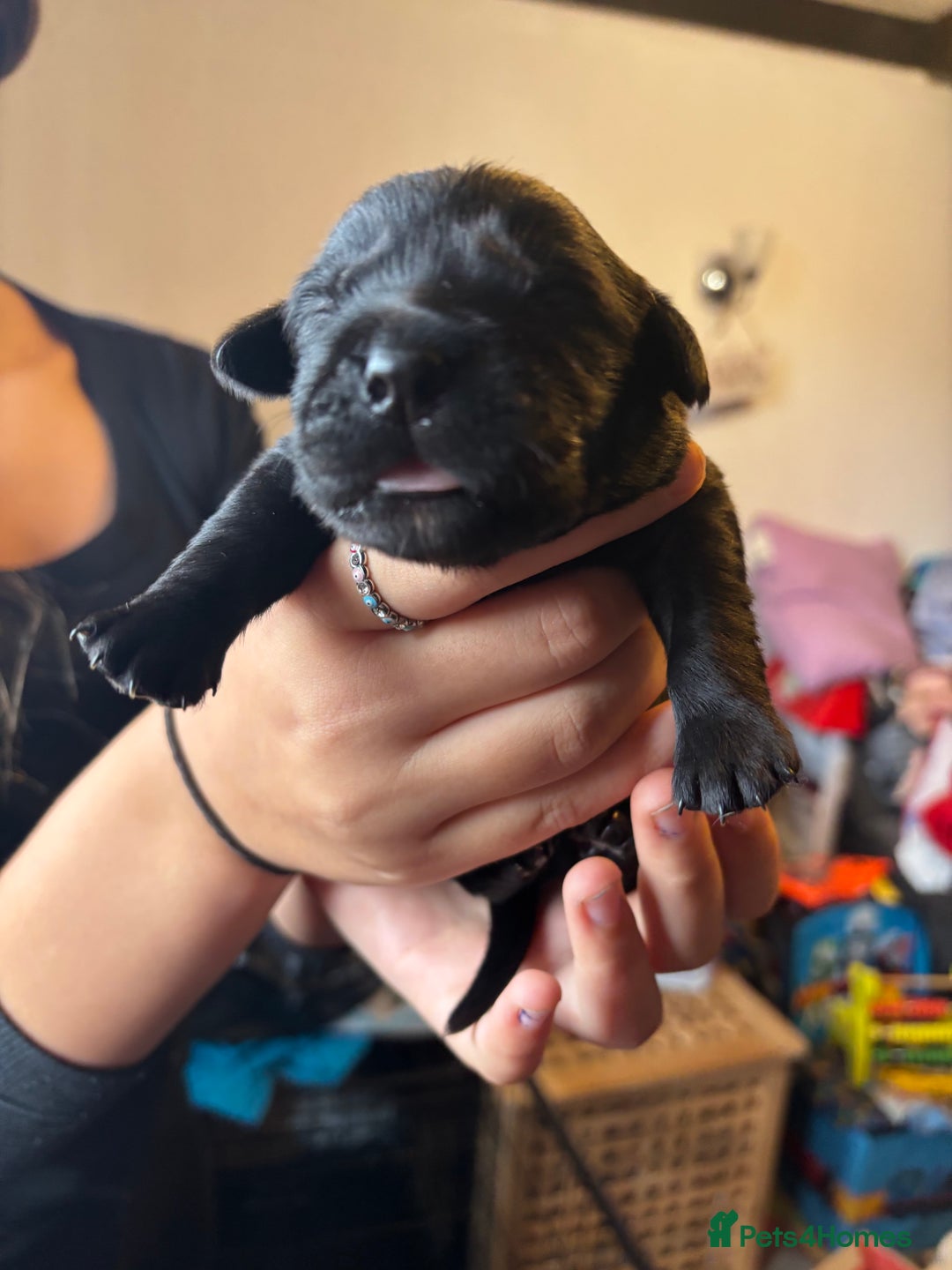 Goldador dogs for sale: Goldador puppies - Image 16
