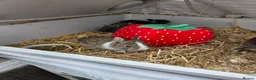 Netherland Dwarf rabbits for sale: Netherland Dwarf rabbits - Advert 6