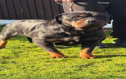 Rottweiler dogs for sale: 🐶two girls Full German kc pups for sale! 🐶🐾 - Advert 2