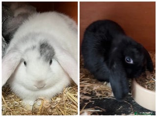 Mini Lop rabbits Gorgeous mini lops ready now! Only 2 remaining - Advert 9