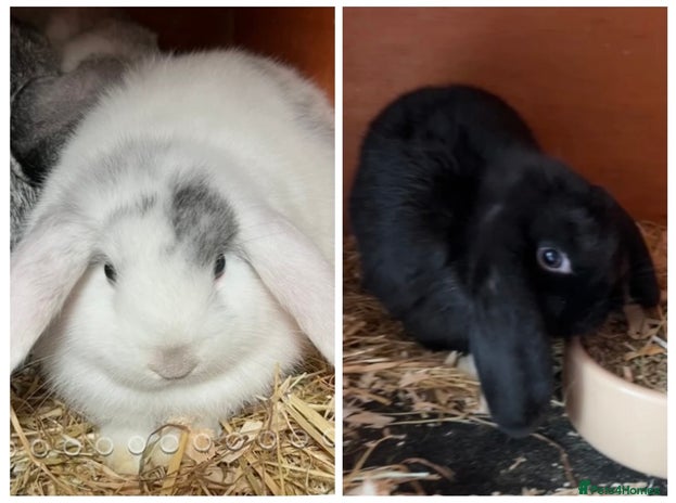 Mini Lop rabbits Gorgeous mini lops ready now! Only 2 remaining - Advert 15