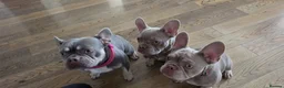French Bulldog dogs for sale: 8 month old KC registered French bulldogs pups  - Advert 5
