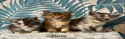 Maine Coon cats for sale:  Gorgeous Maincoon kittens  - Advert 1