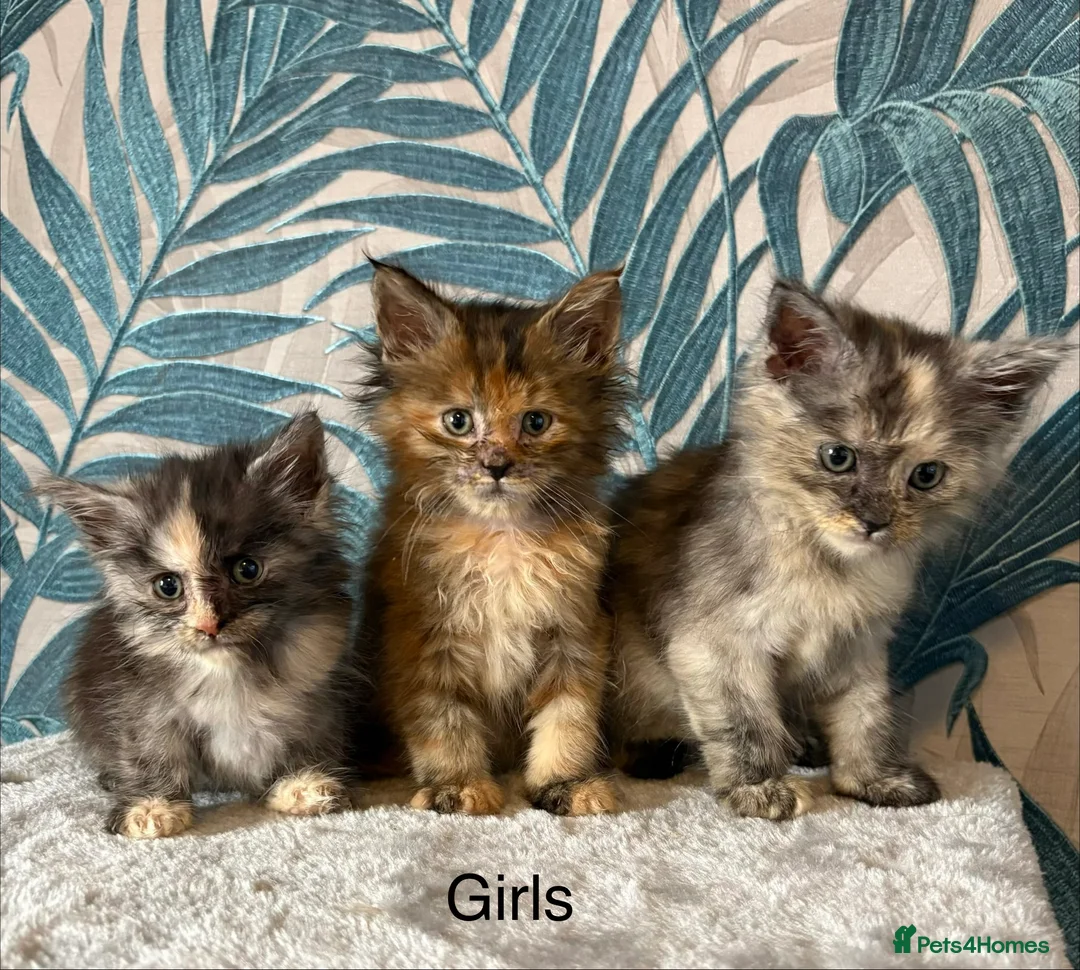 Maine Coon cats for sale:  Gorgeous Maincoon kittens  - Advert 1