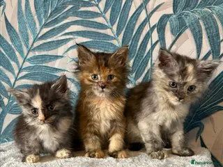 Maine Coon cats Gorgeous Maincoon kittens - Advert 1