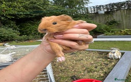Guinea Pig rodents for sale: Guineapigs for sale  - Image 9