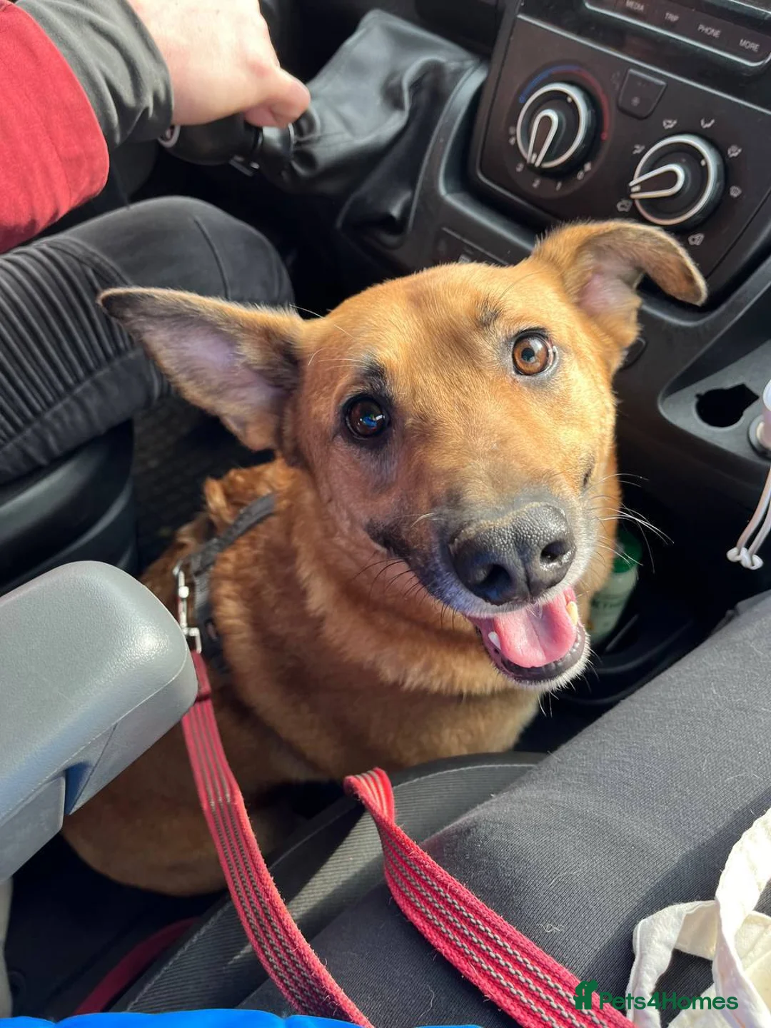 German Shepherd dogs for adoption: RICHIE – Male - Advert 2