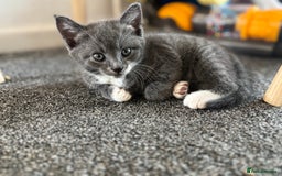 Mixed Breed cats for sale: TWO LEFT! Beautiful kittens ready for 5/10/25 - Image 21