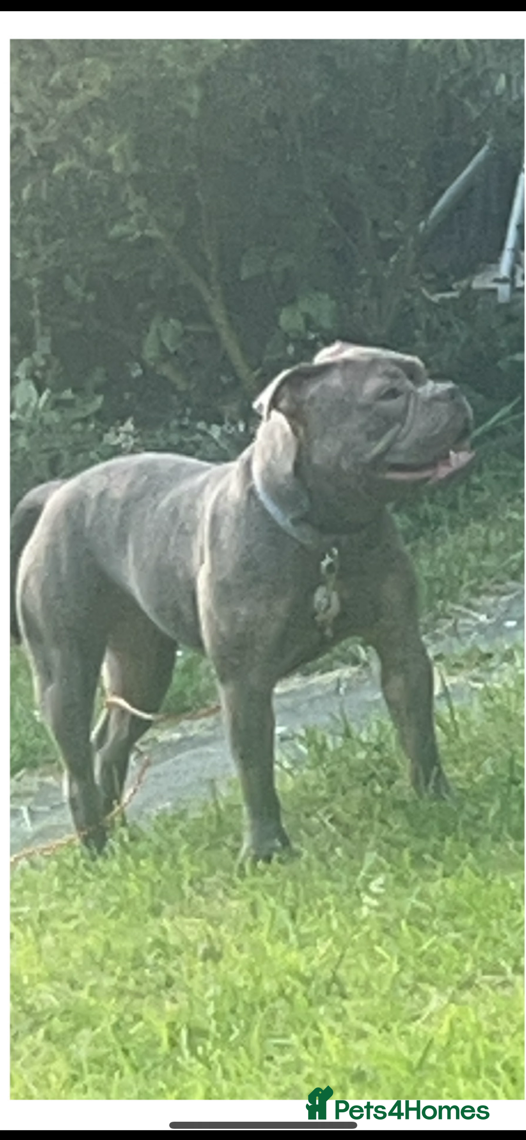 Mixed Breed dogs for sale: Sell my loving dog  - Image 3