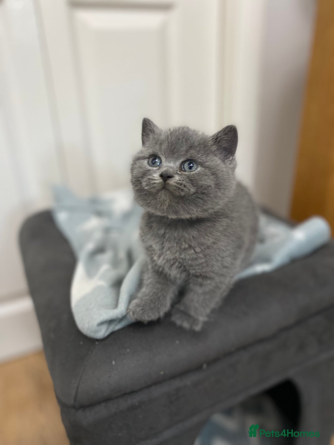 British Shorthair cats for stud: GCCF & TICA BLUE STUD in Derby - Advert 8