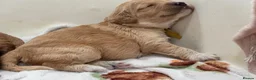 Mini Goldendoodle dogs for sale: Miniature Goldendoodle Ready 24th October!!!  - Advert 3