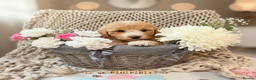 Cavapoo dogs for sale: Teddy bear miniature Cavapoos 🩷 - Advert 1