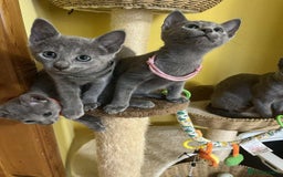 Russian Blue cats for sale: TICA REGISTERED Pure Breed Russian Blue Kittens - Image 7