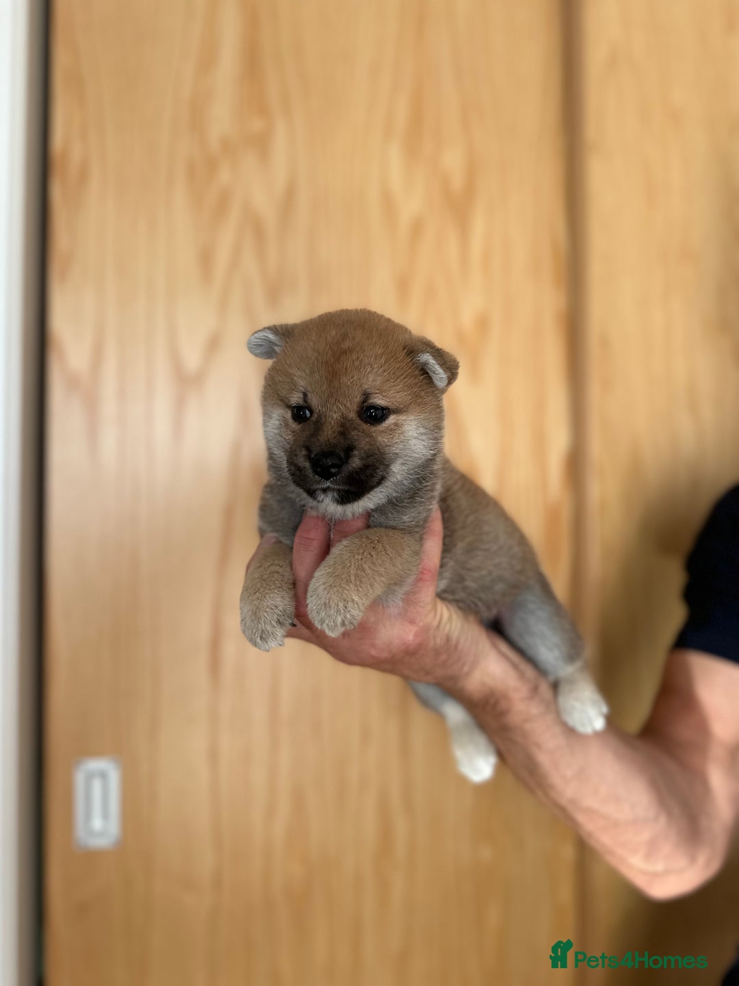 Japanese Shiba Inu dogs for sale: Gorgeous, KC-Registered Shiba Inu Puppies - Image 2