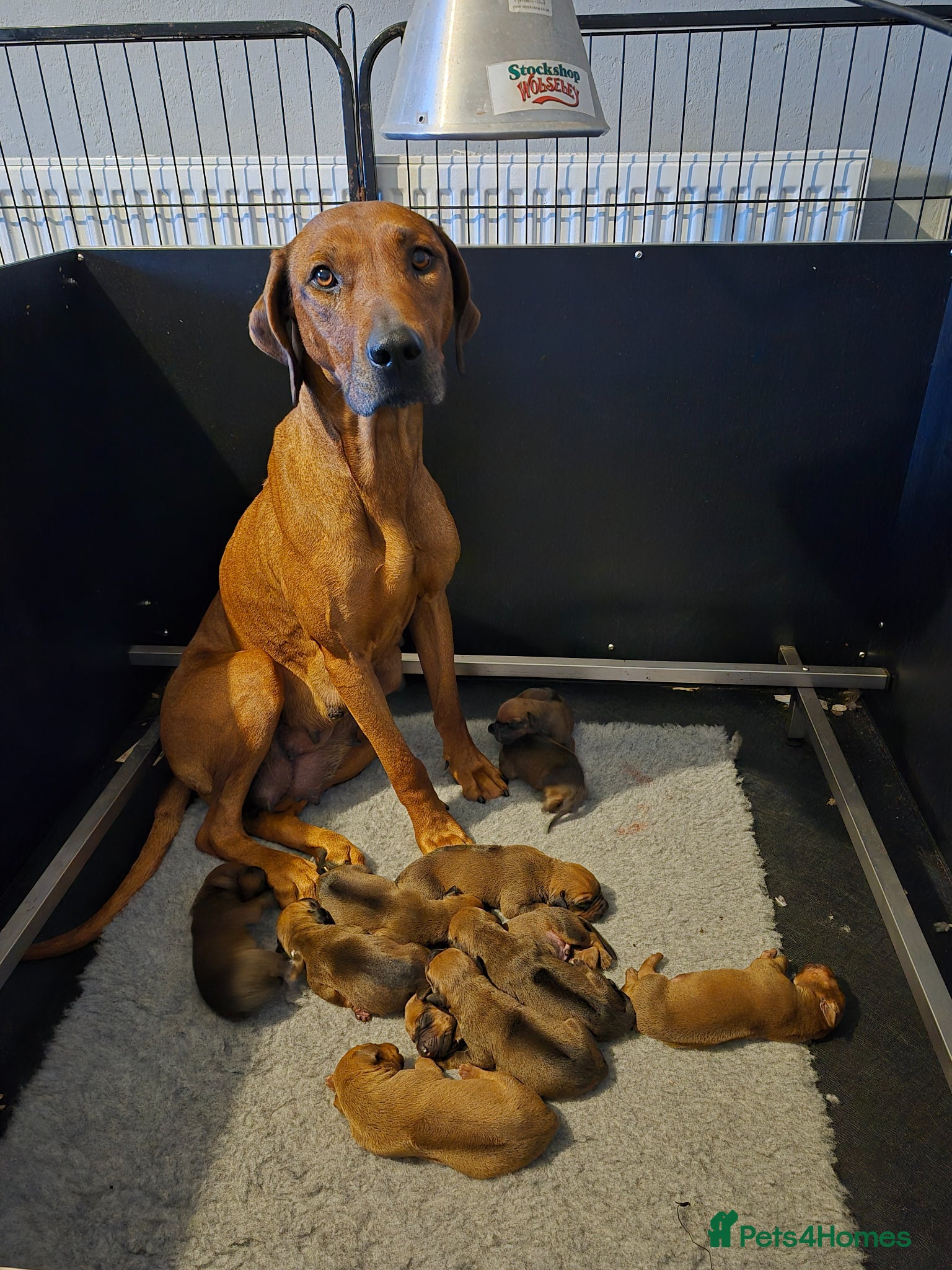 Rhodesian Ridgeback dogs Rhodesian Ridgeback Puppies - Advert 7
