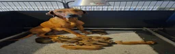 Rhodesian Ridgeback dogs for sale: Rhodesian Ridgeback Puppies - Advert 1