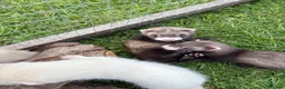 Ferret rodents for sale: Kits for sale  - Advert 3