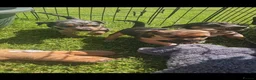 Jack Russell dogs for sale: JACK RUSSELL PUPPIES - Advert 8