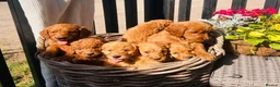 Mini Goldendoodle dogs for sale: 🧡❤️ GORGEOUS MINI GOLDENDOODLE PUPPIES ❤️🧡 - Advert 3