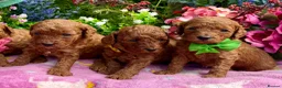 Miniature Poodle dogs for sale: Top Quality, Deep Red, KC Mini Poodles.  - Advert 9