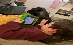 Mixed Breed dogs for sale: 6m staffy/frenchie/pug mix for sale due to cancer - Advert 8