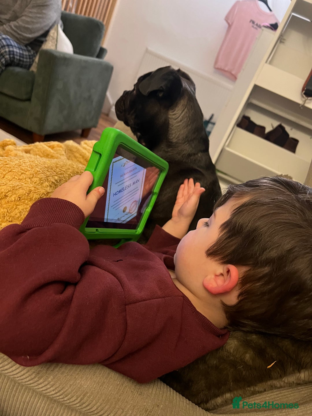 Mixed Breed dogs for sale: 6m staffy/frenchie/pug mix for sale due to cancer - Advert 8