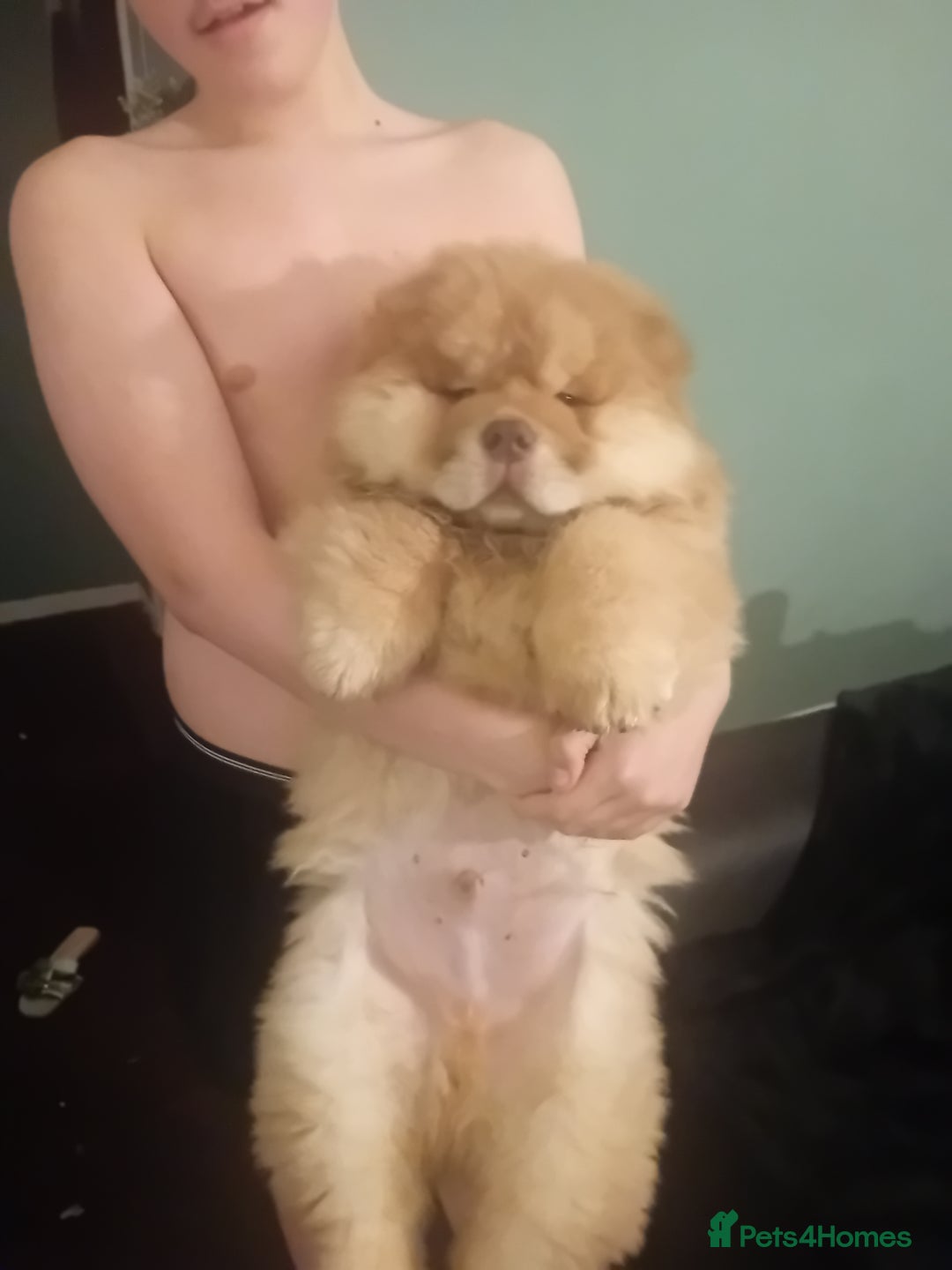 Chow Chow dogs for stud: Chowmazing  - Image 20
