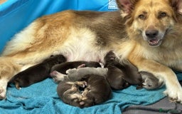 German Shepherd dogs for sale: 8 Beautiful German Shepherd kc reg pups - Image 1