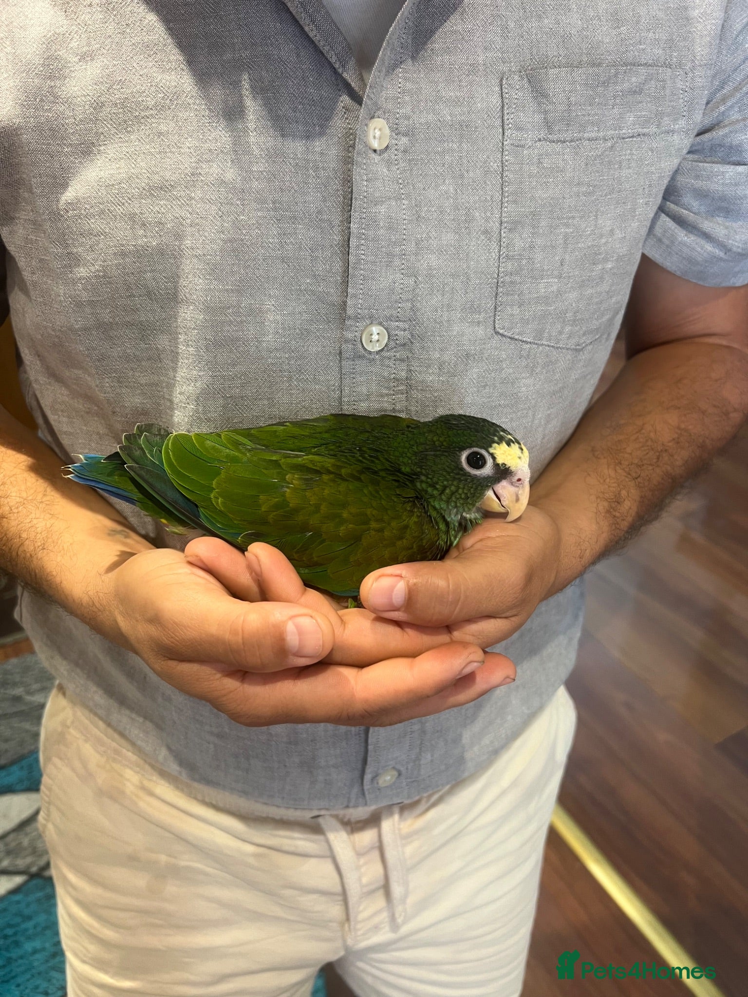 Parrots birds Hand reard baby white caped Pionus  - Advert 3