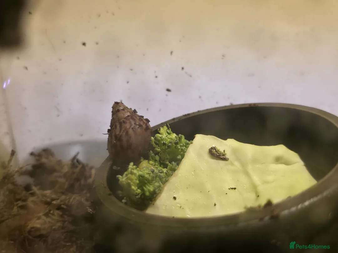 Snails invertebrates for sale: 2 x Giant African Land snail babies in Bristol - Advert 2