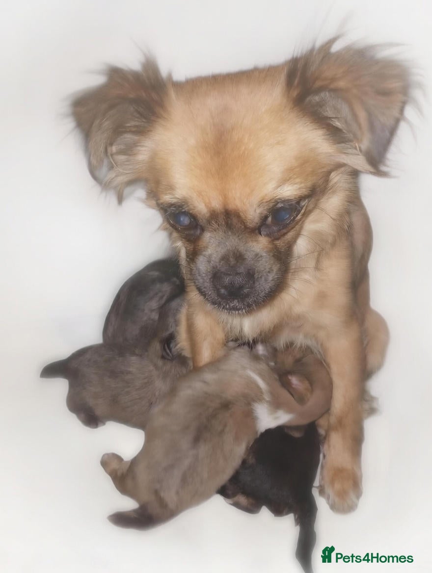 Mixed Breed dogs JACKAPUGS PUPPIES FOR SALE - Advert 2