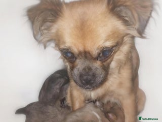 Mixed Breed dogs JACKAPUGS PUPPIES FOR SALE - Advert 2