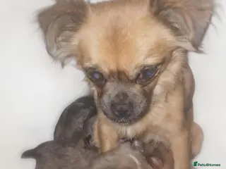 Mixed Breed dogs JACKAPUGS PUPPIES FOR SALE - Advert 10